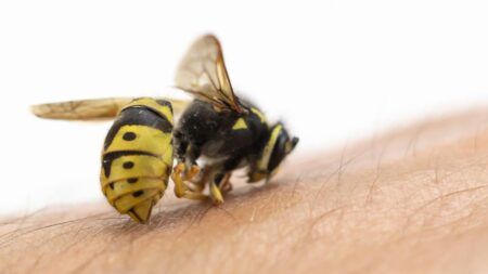 Eine stechende Wespe auf einem Arm, Stichwort Insektenstich. (c) AdobeStock